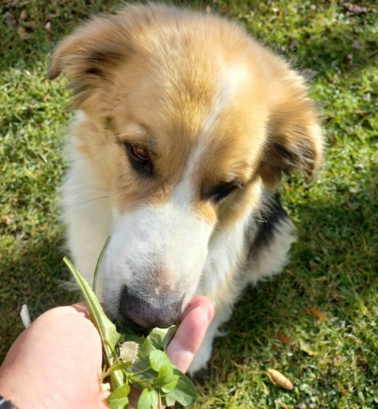 Healing Herbs for Dogs: A Natural Solution for Your Beloved Companion's Health